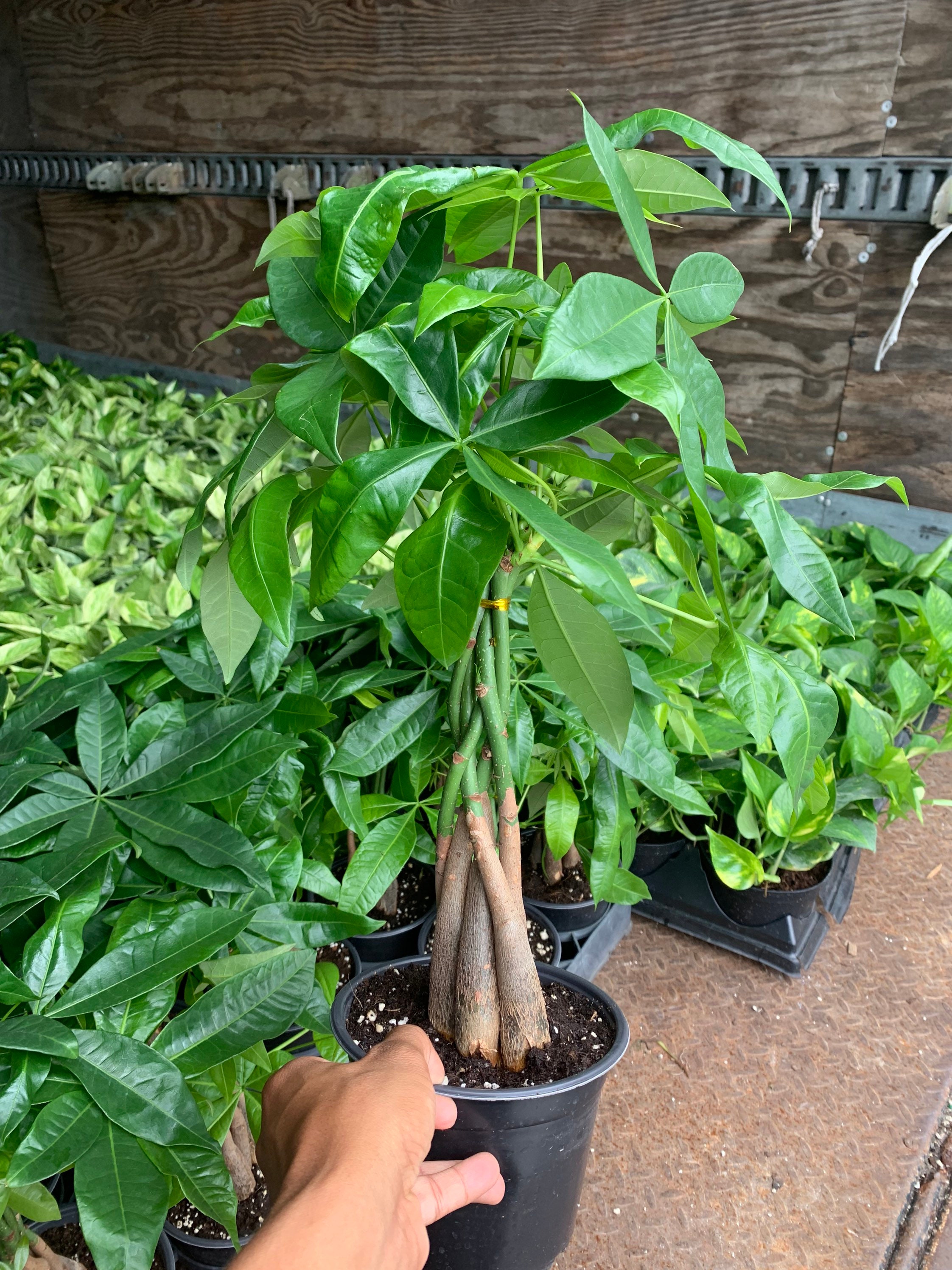 Moneytree Fake Id