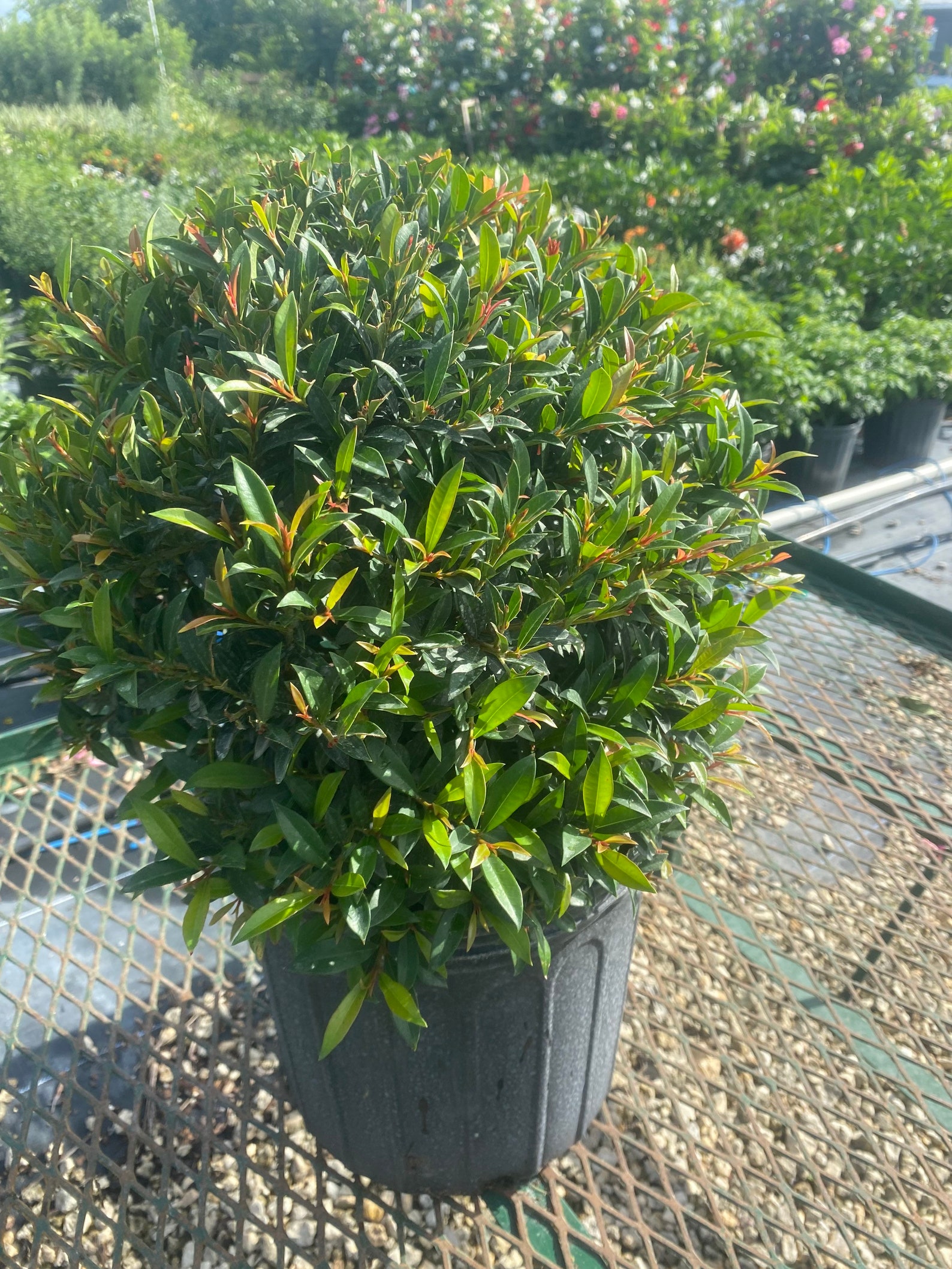 Eugenia Myrtifolia topiary Ball 10 Inch Pot. Etsy