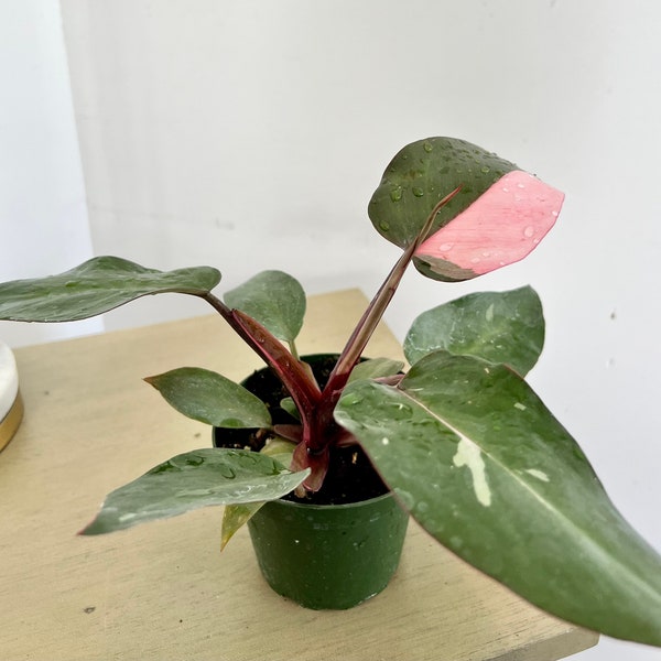 Pink Princess Plant Etsy