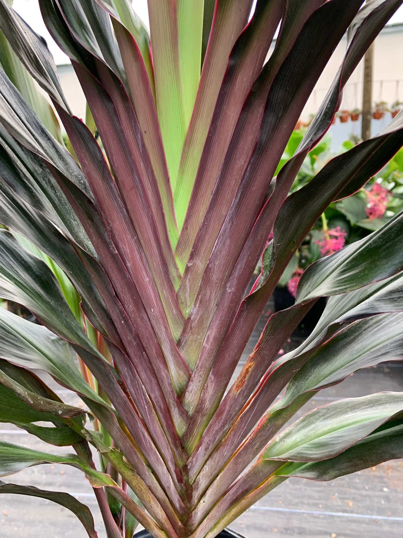 Cordyline fruticosa Singapore Twist 10 inch pot | Etsy