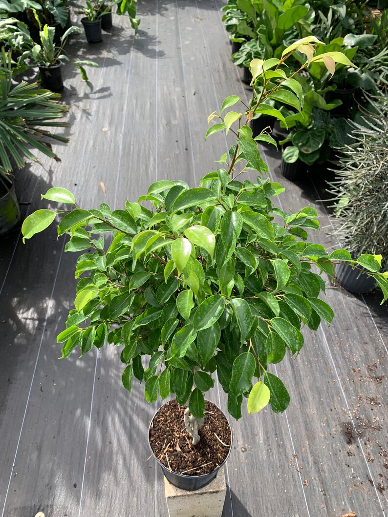 Ficus benjamina Braided Trunk 10 Inch Pot Etsy