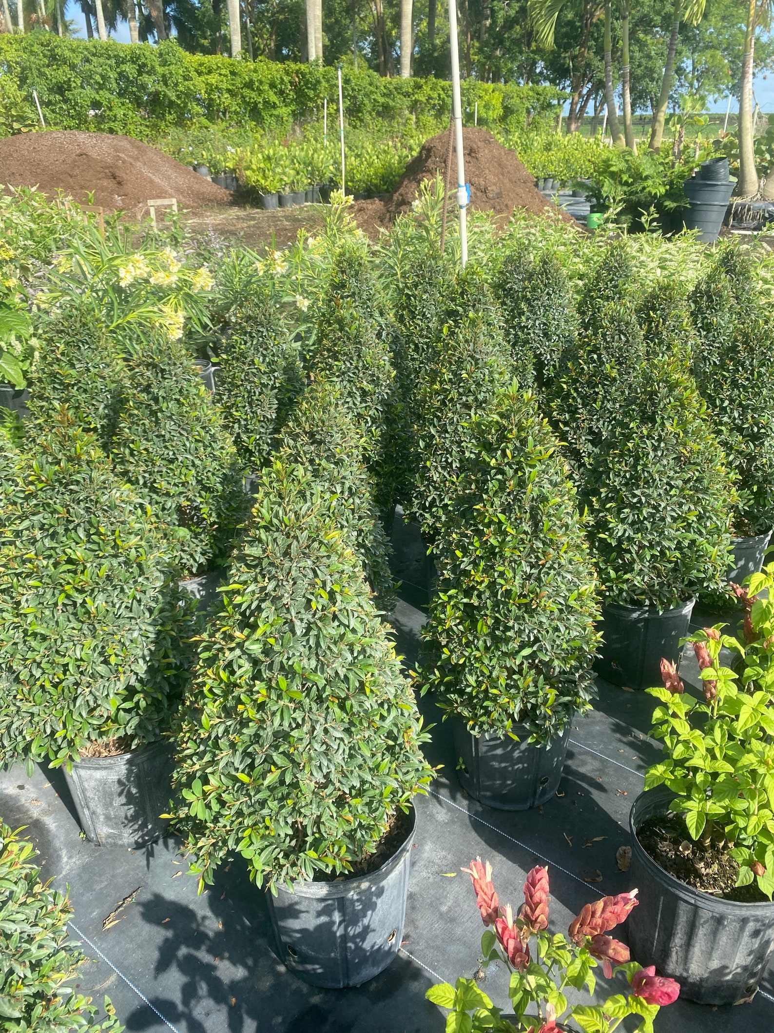 Eugenia Myrtifolia topiary Cone Shape 10 Inch Pot. - Etsy