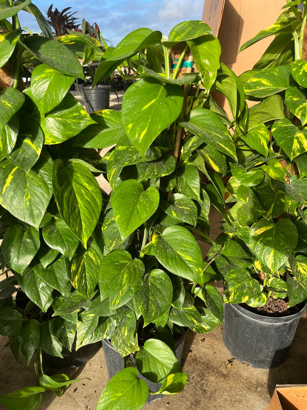 Pothos golden 10 Inch Pot With 3 Foot TOTEM POLE Etsy