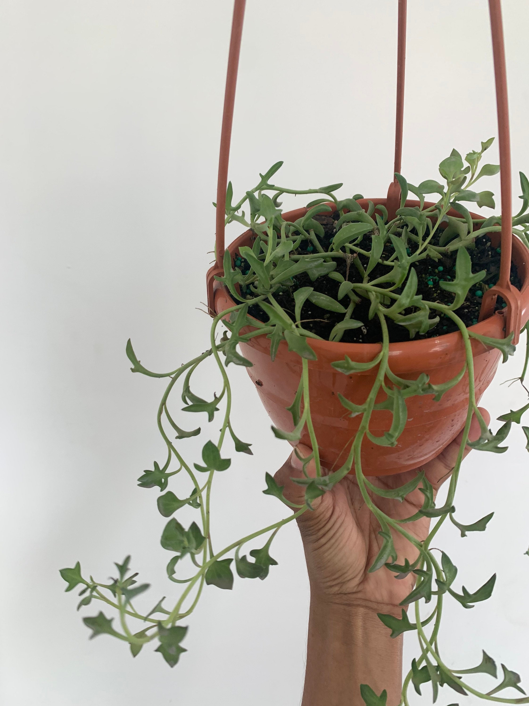 String of Dolphins, Peperomia Prostrata 6" inch Hanging basket