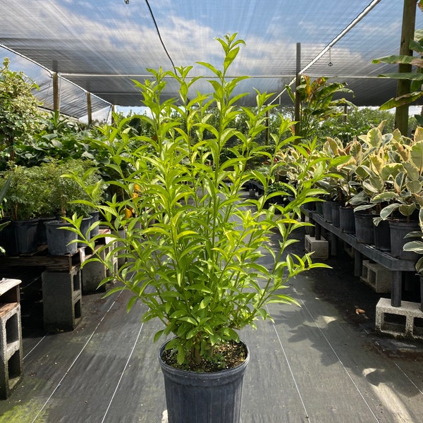 Jasmine Plant Buy Online Etsy