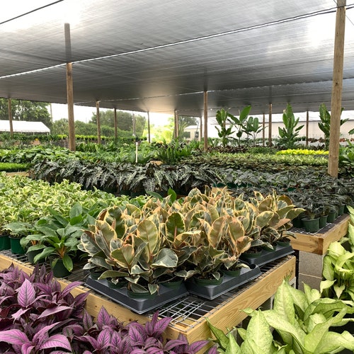 CUSTOM Order. BULK of 30 Plants in 4 Inch Pot. assorted Mix Etsy