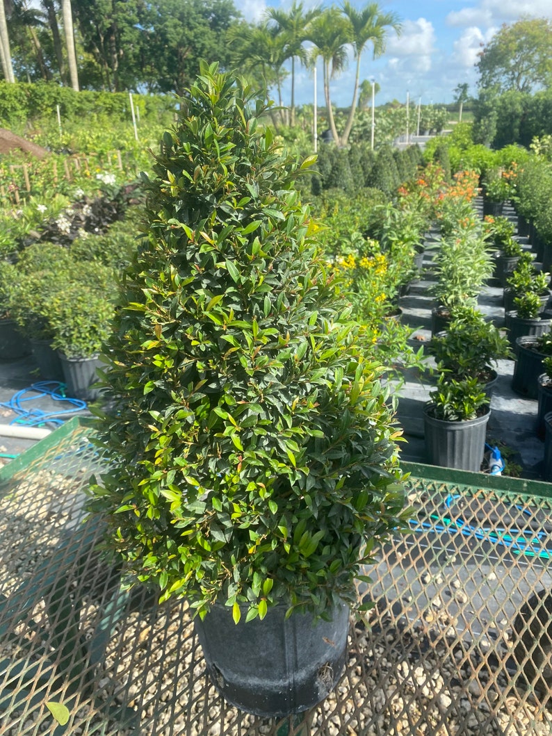Eugenia Myrtifolia topiary Cone Shape 10 Inch Pot. | Etsy