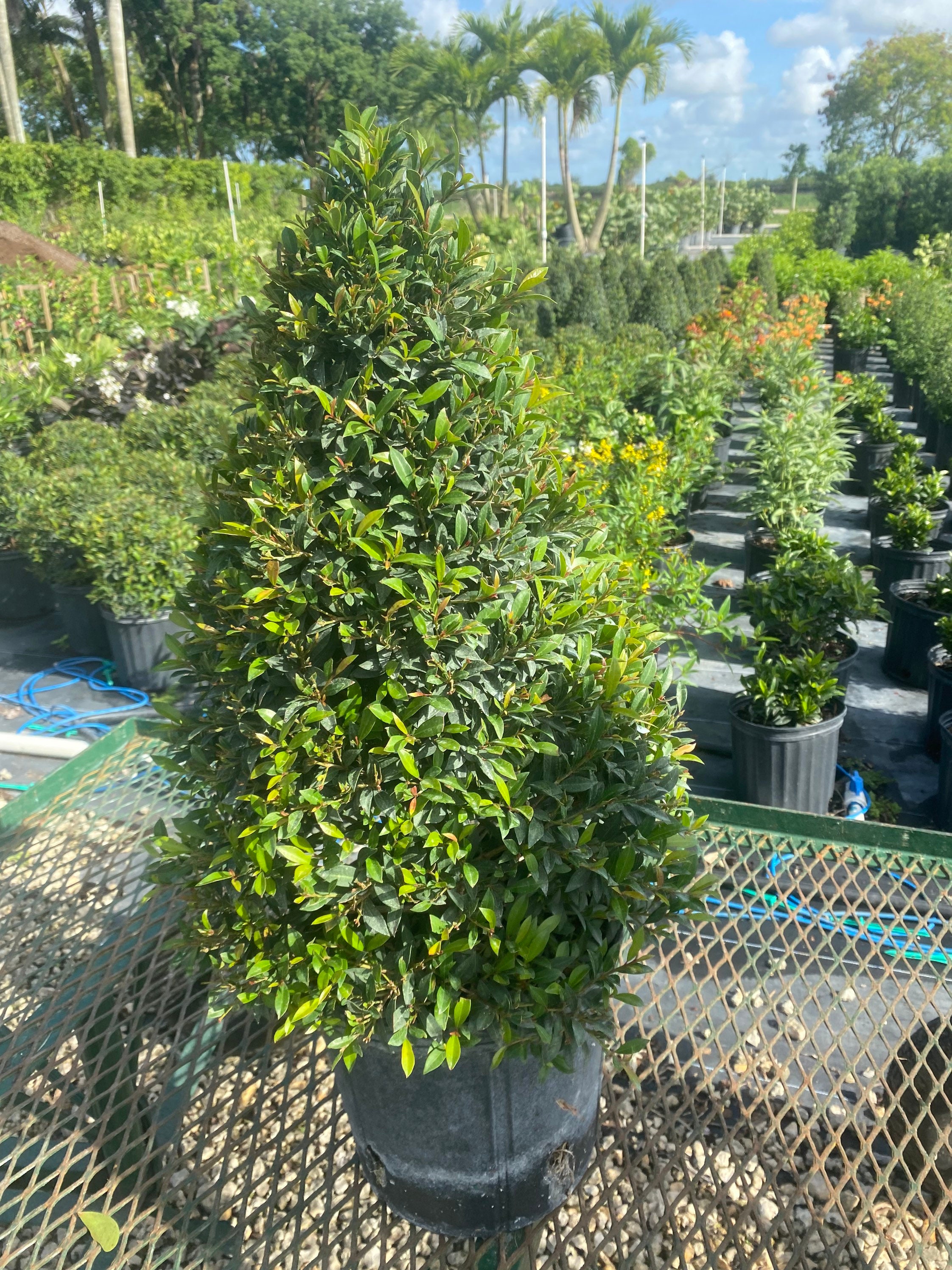 Eugenia Myrtifolia topiary Cone Shape 10 Inch Pot. | Etsy