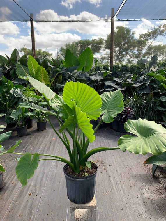 Alocasia odora 'California' Oreja de elefante enano de - Etsy México Alocasia odora 'California' Oreja de elefante enano de - Etsy México