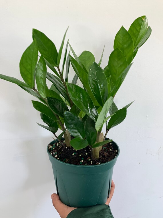 Zz Plant Sold Near Me edu.svet.gob.gt