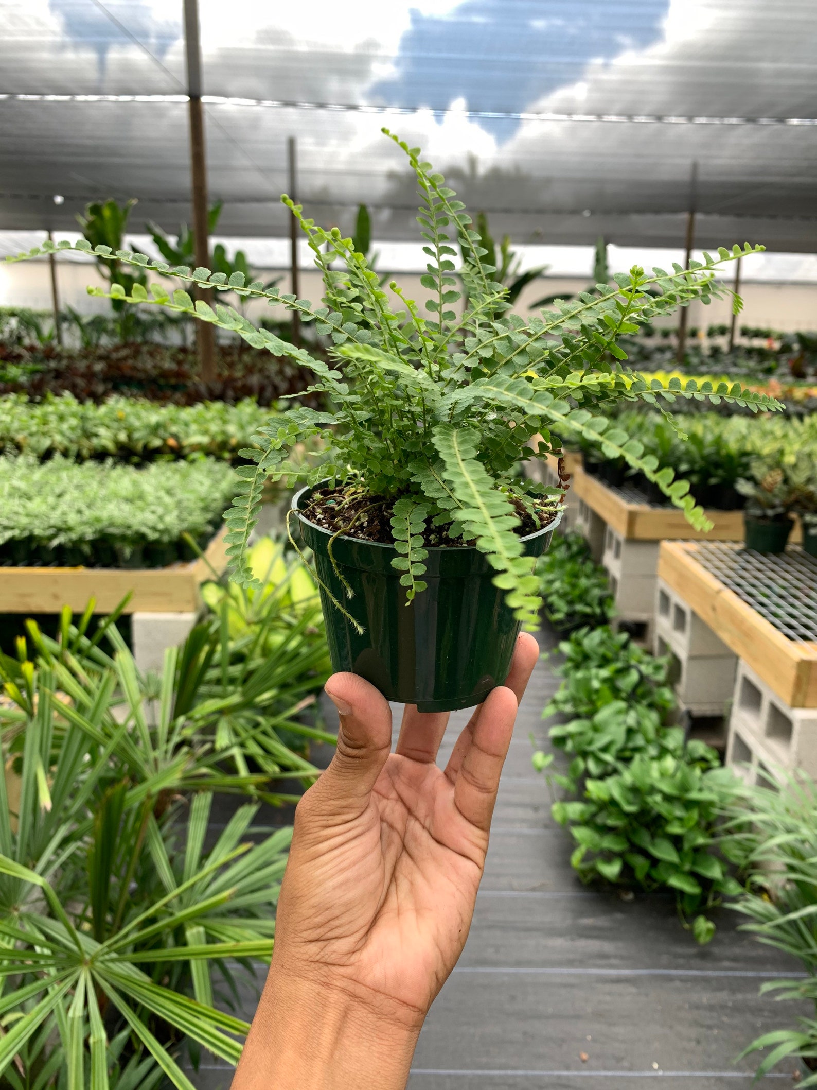 BULK of 30 Premium Assorted Mix of Ferns 4 Inch Pot. Etsy