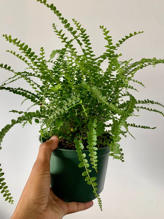 button fern care instructions