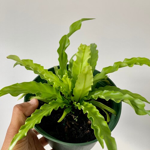 Leslie Bird's Nest Fern 4 and 6 Nursery Pot Etsy