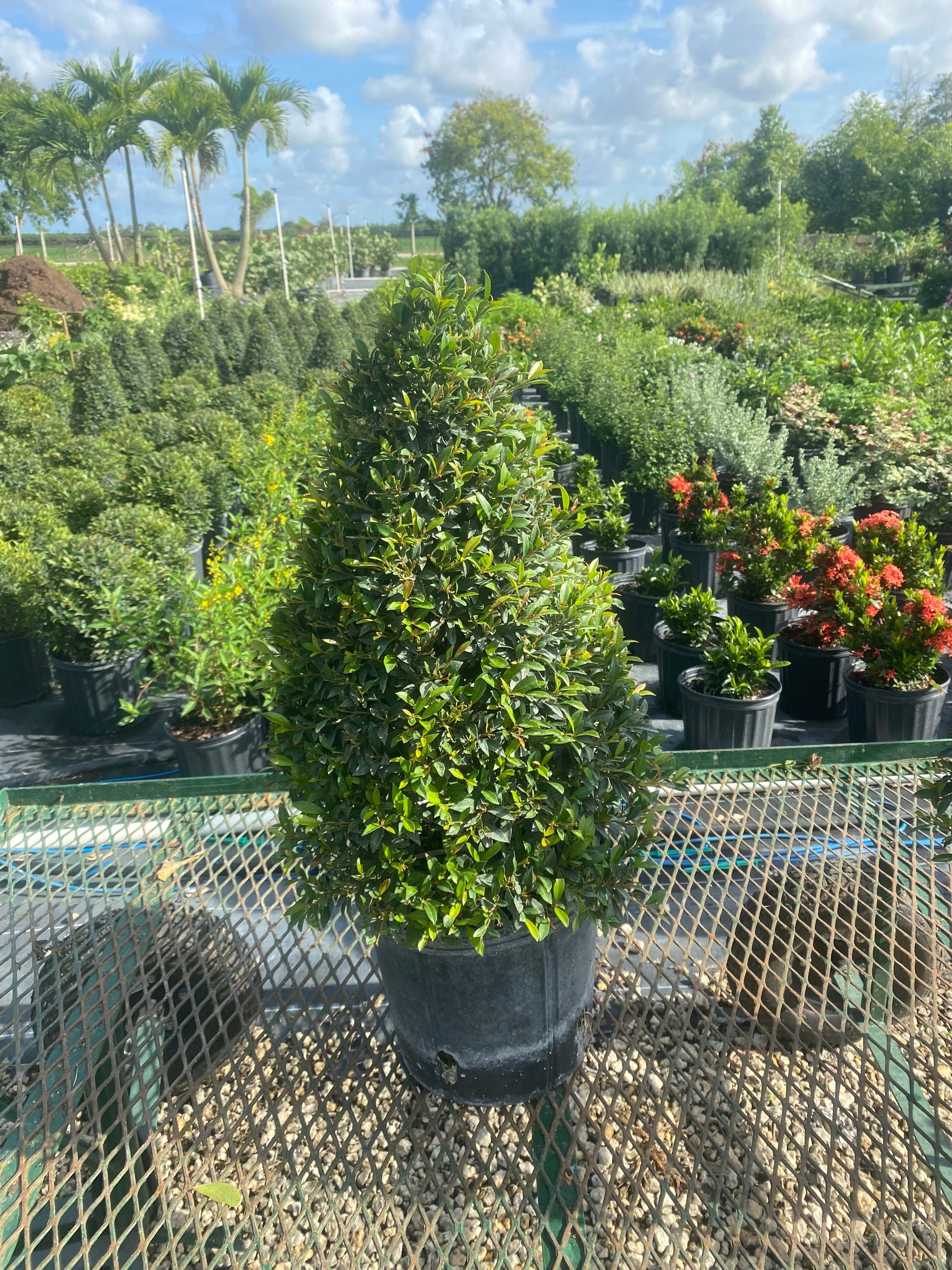 Eugenia Myrtifolia topiary Cone Shape 10 Inch Pot. Etsy
