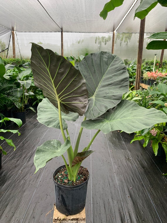20+ Alocasia Regal Shield Flower