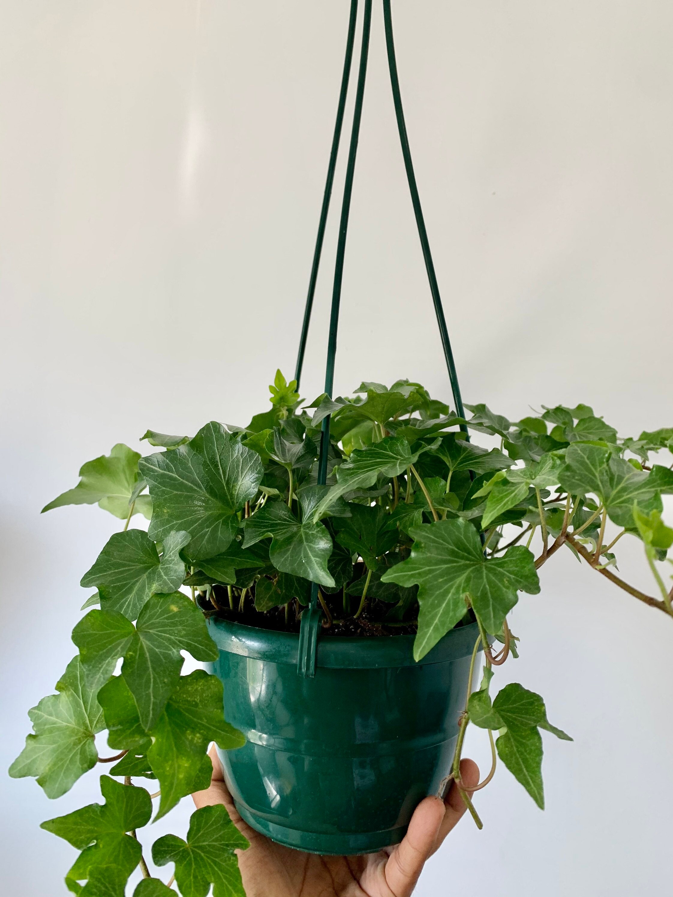 English Ivy Hanging Basket 6 inch pot FREE SHIPPING Etsy