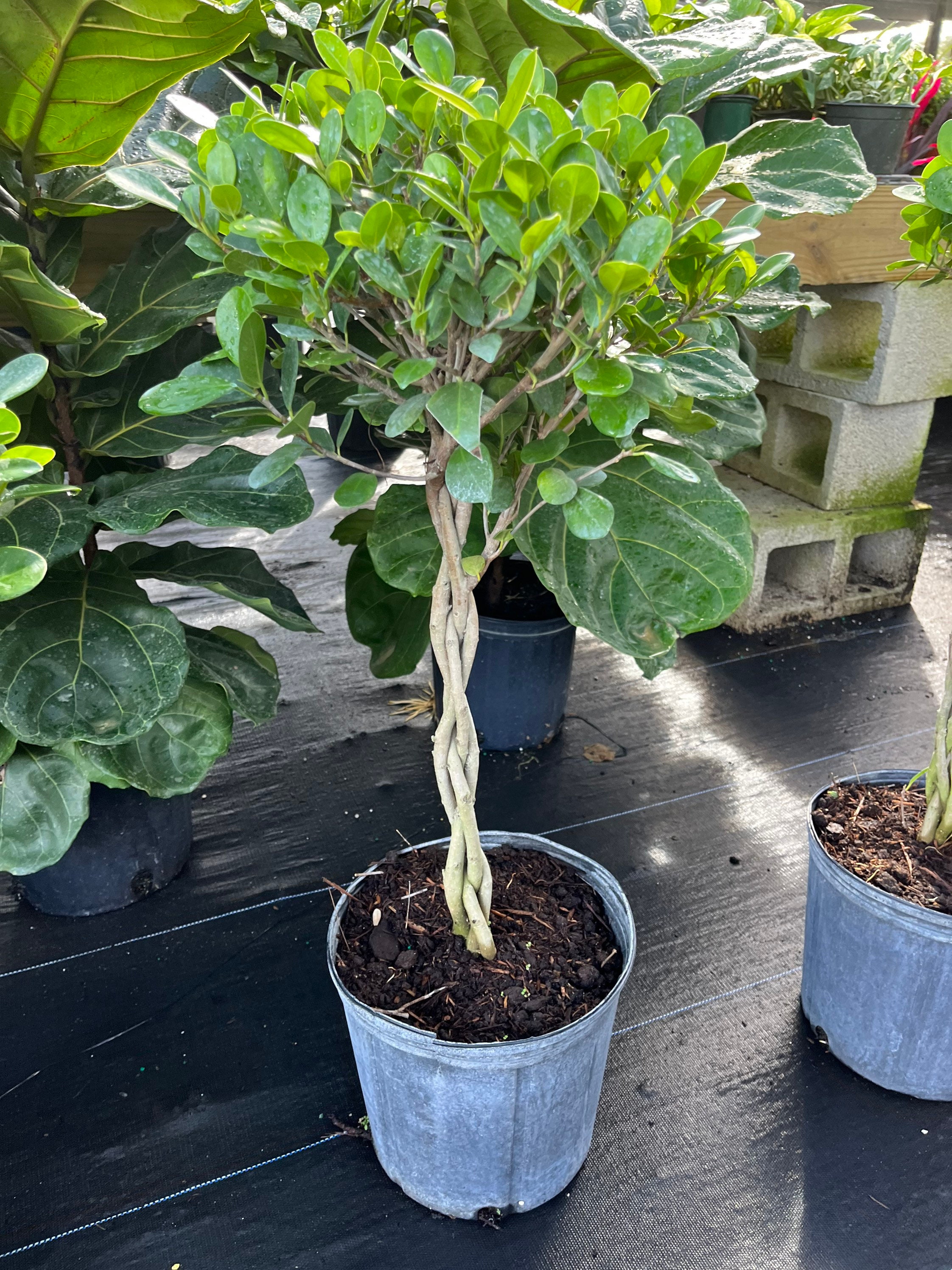 Ficus Braided Maclome Standard Braided Trunk 10 Inch Pot Etsy