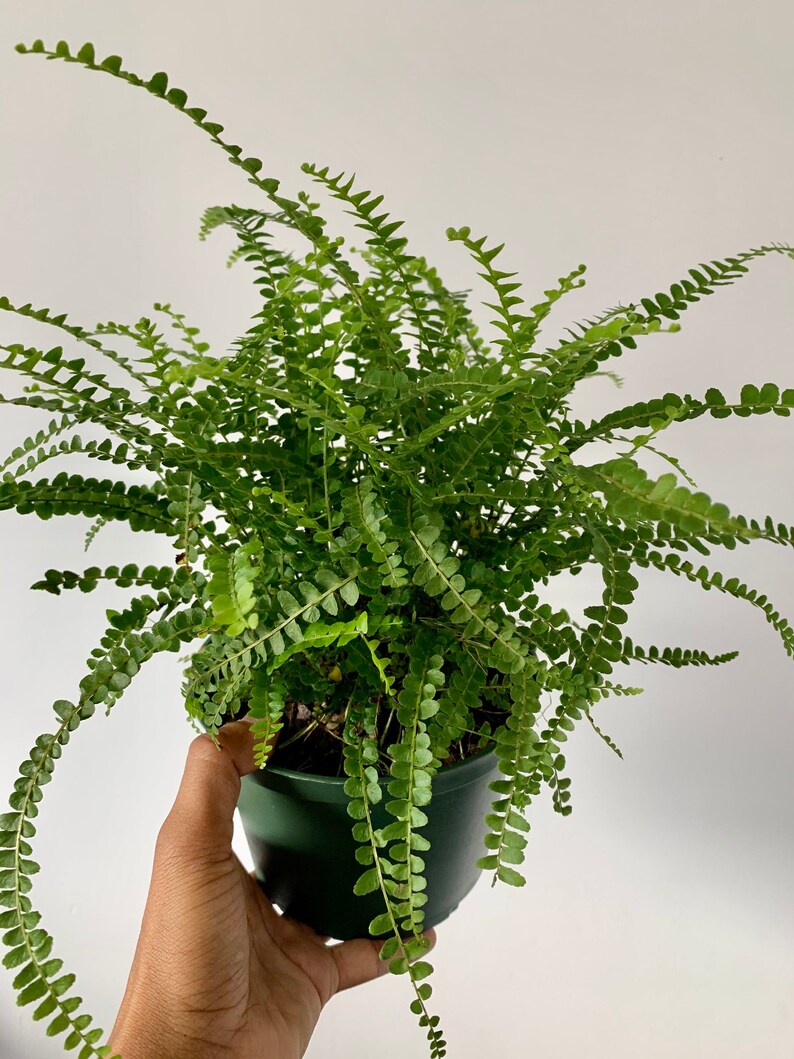 Lemon Button Fern 6 Inch Pot. - Etsy