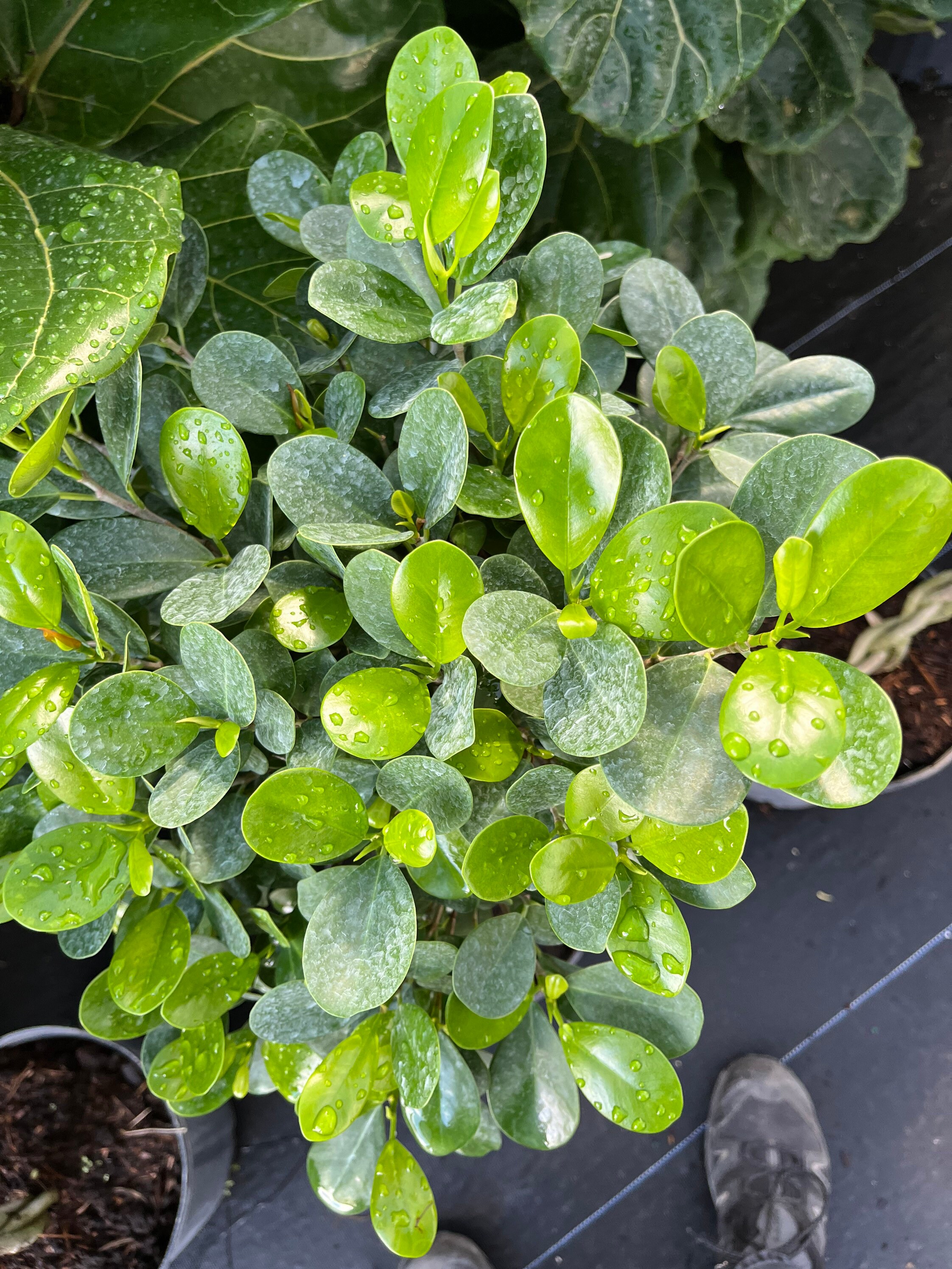 Ficus Braided Maclome Standard Braided Trunk 10 Inch Pot Etsy