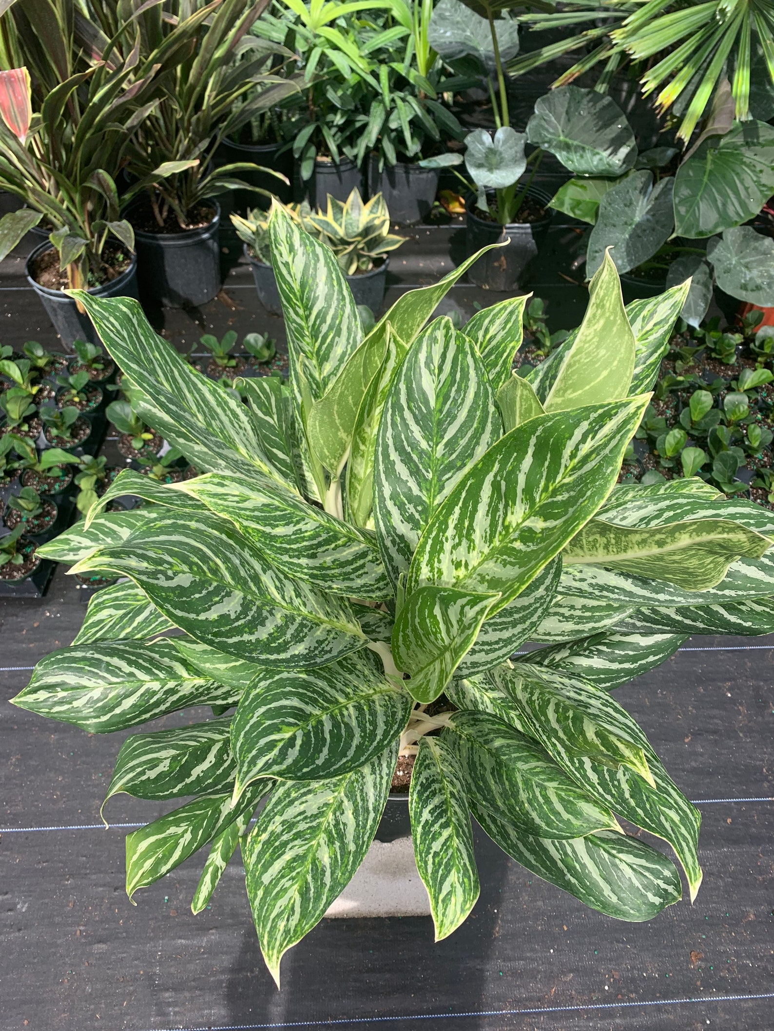 Aglaonema Golden Madonna 10 inch pot Etsy