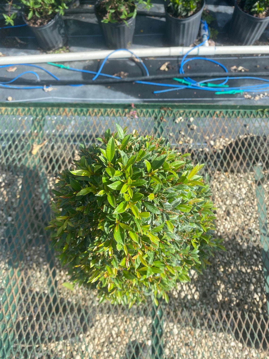 Eugenia Myrtifolia topiary Cone Shape 10 Inch Pot. | Etsy