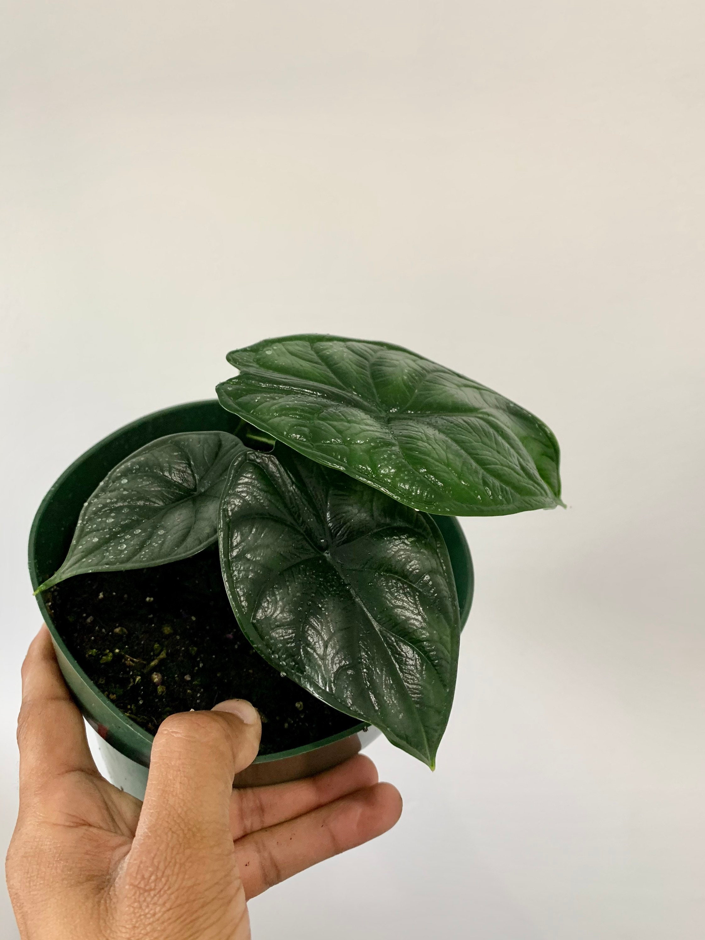 Alocasia Green Dragon Scale 6 inch pot. | Etsy