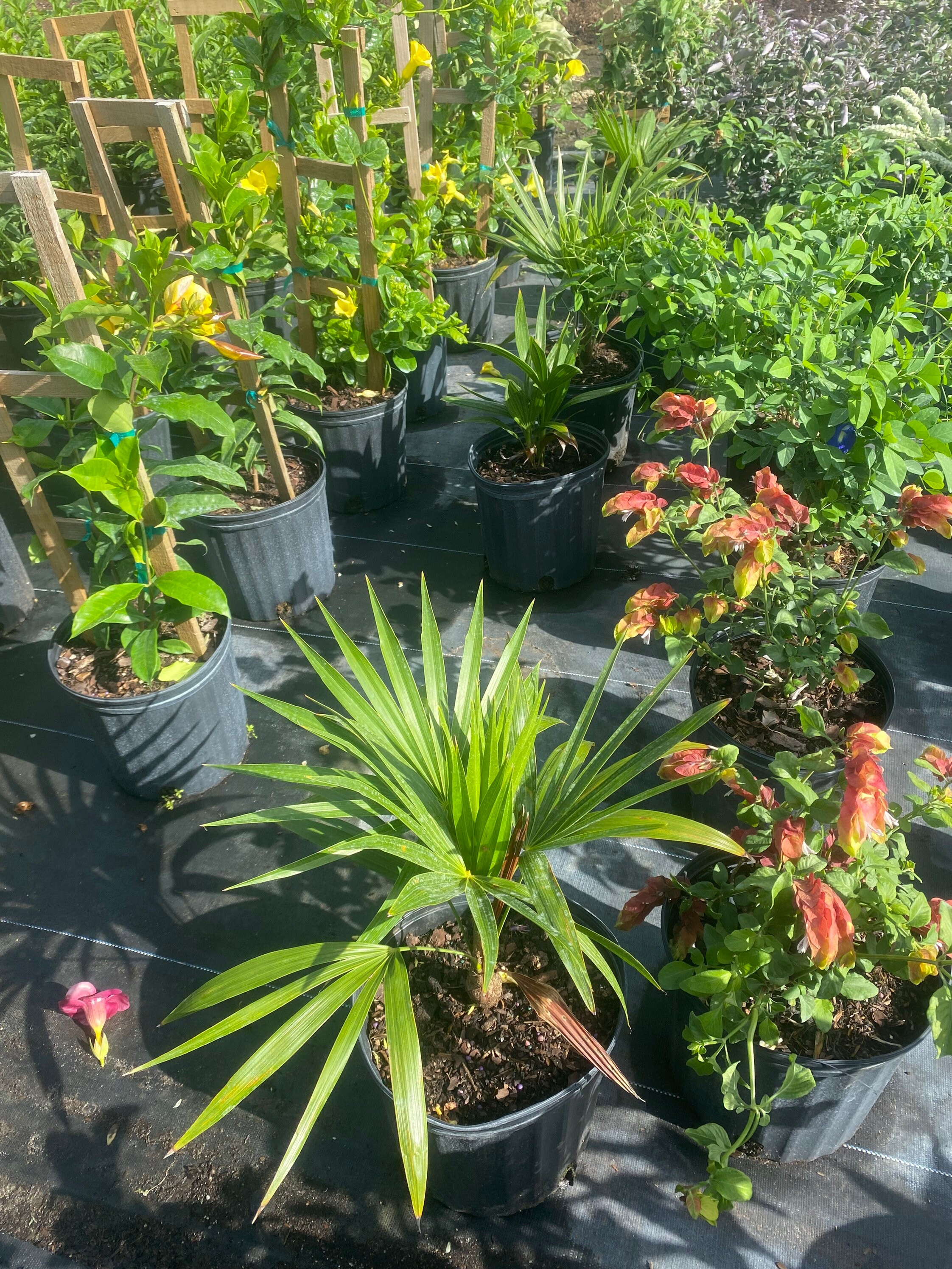 Zimmerpflanze Florida-Schilfpalme Thrinax Radiata Gesamthöhe 40-50cm Topf Ø 14cm