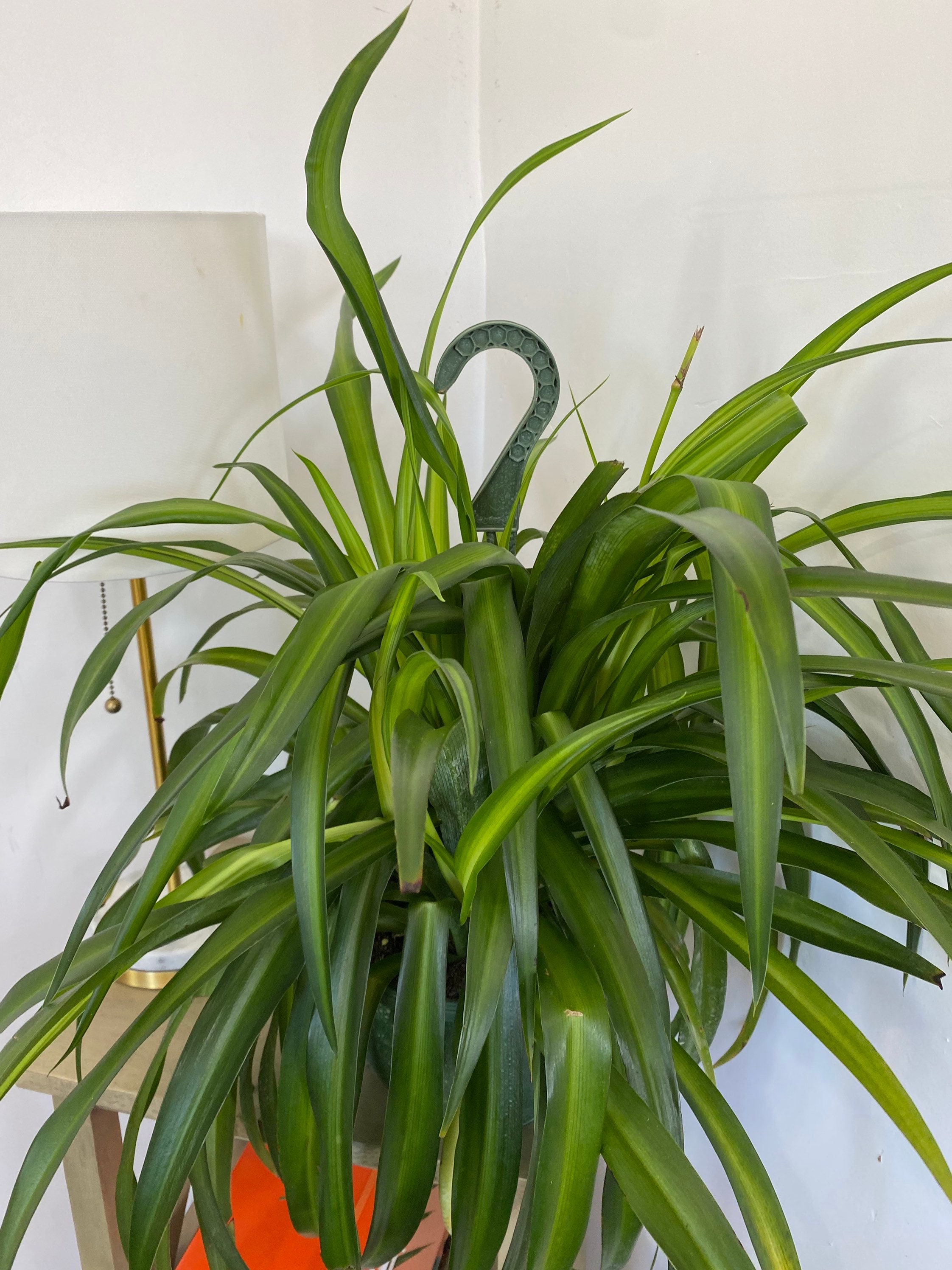 Spider plant, Chlorophytum comosum – Wisconsin Horticulture