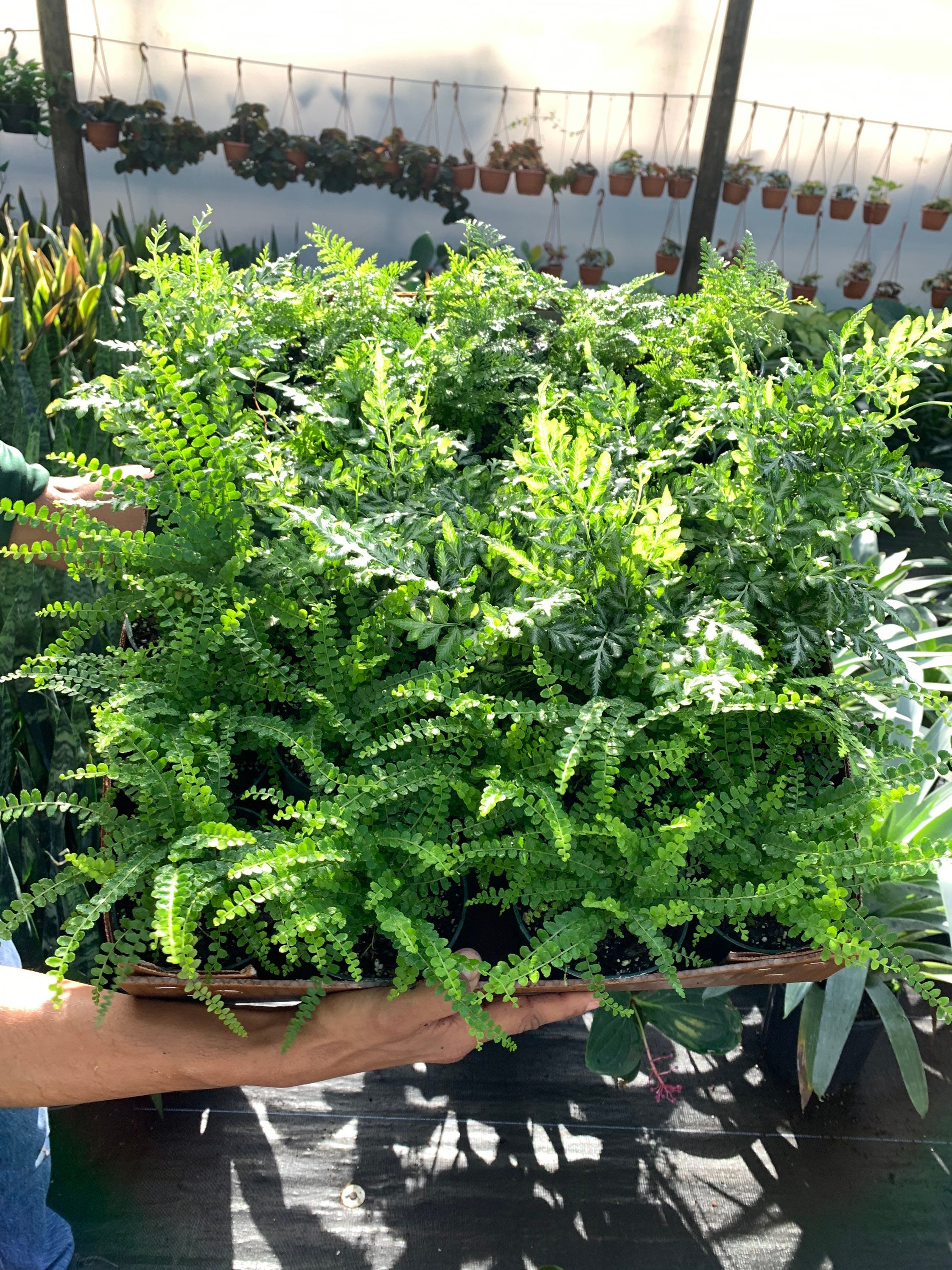BULK of 30 Premium Assorted Mix of Ferns 4 inch pot. FREE Etsy