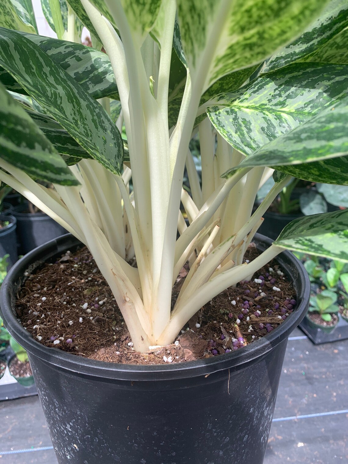 Aglaonema Golden Madonna 10 inch pot | Etsy
