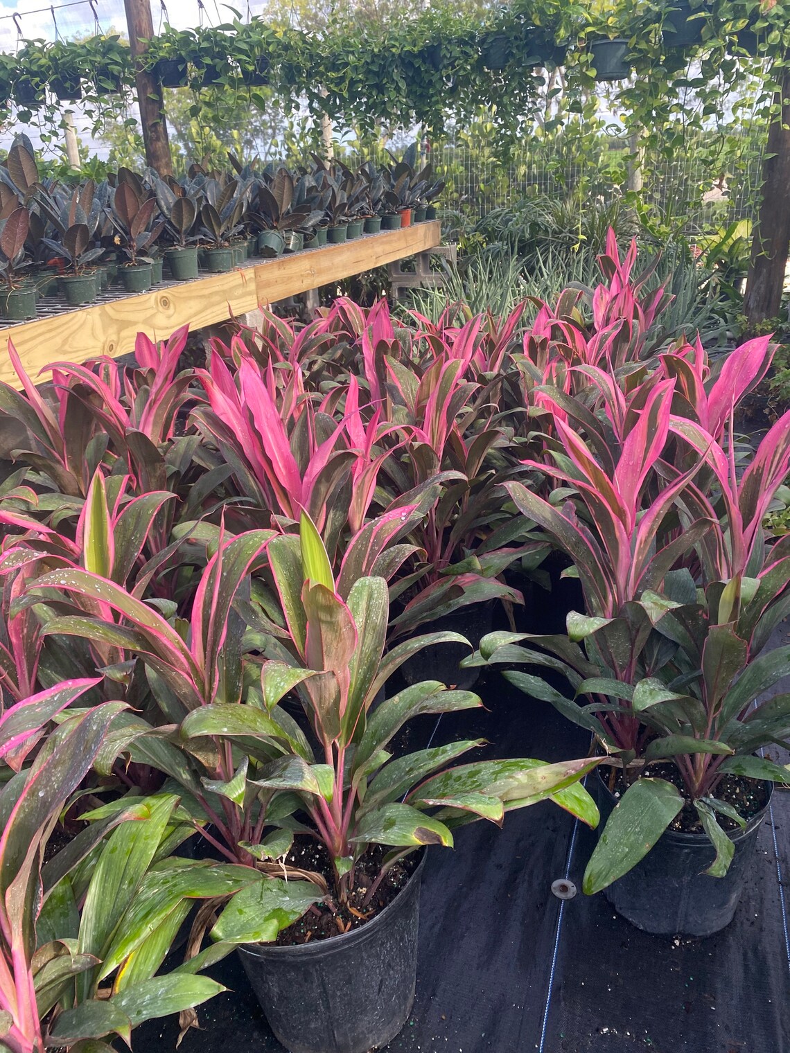 Ti Plant cordyline Maria Hawaiian 10 inch pot Etsy