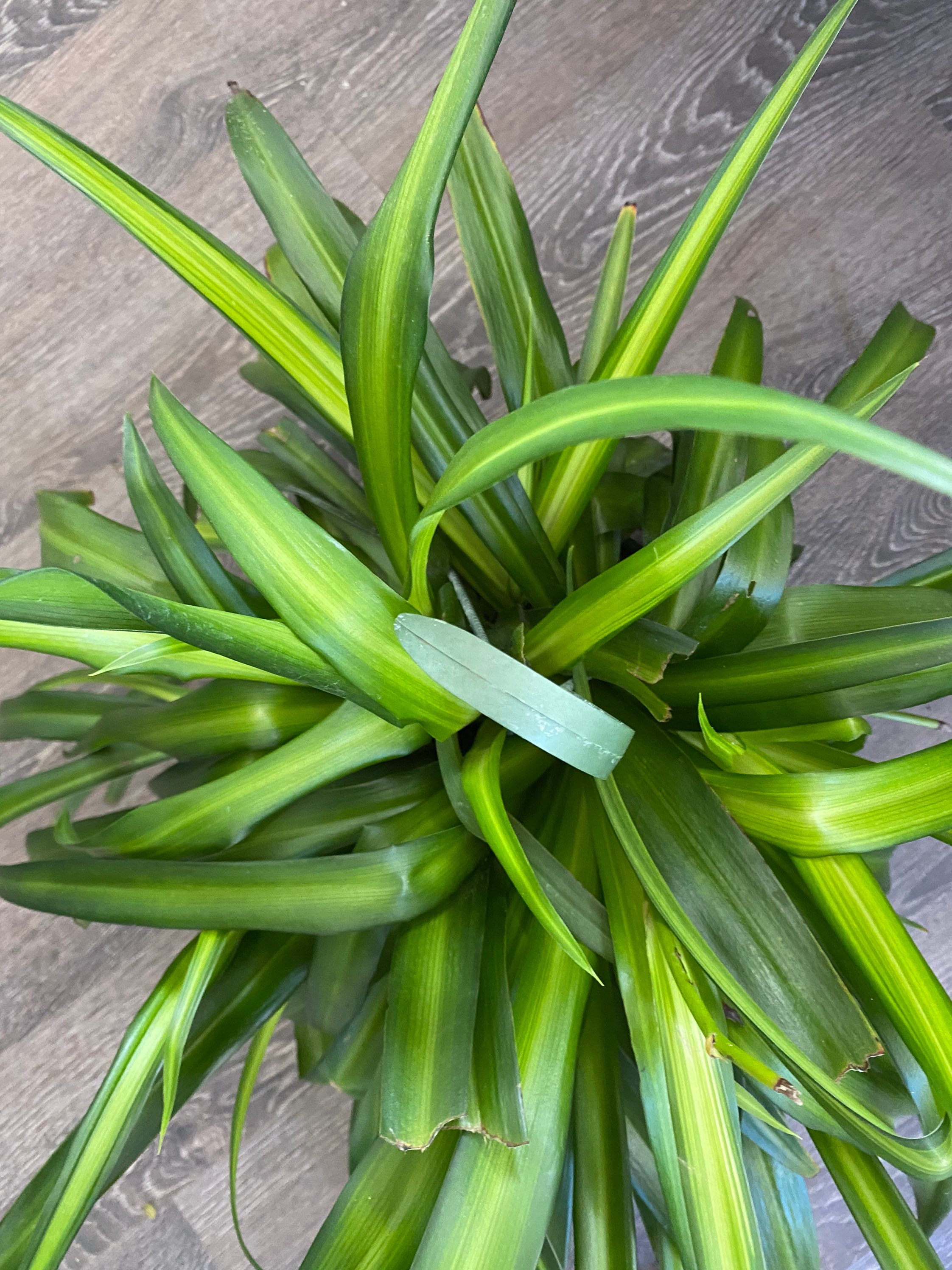 Spider Plant  Chlorophytum comosum 'Irish' – Almanac Planting Co