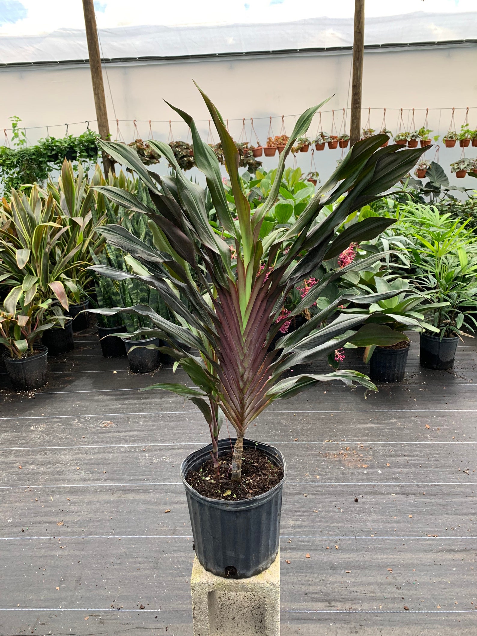 Cordyline fruticosa Singapore Twist 10 inch pot | Etsy