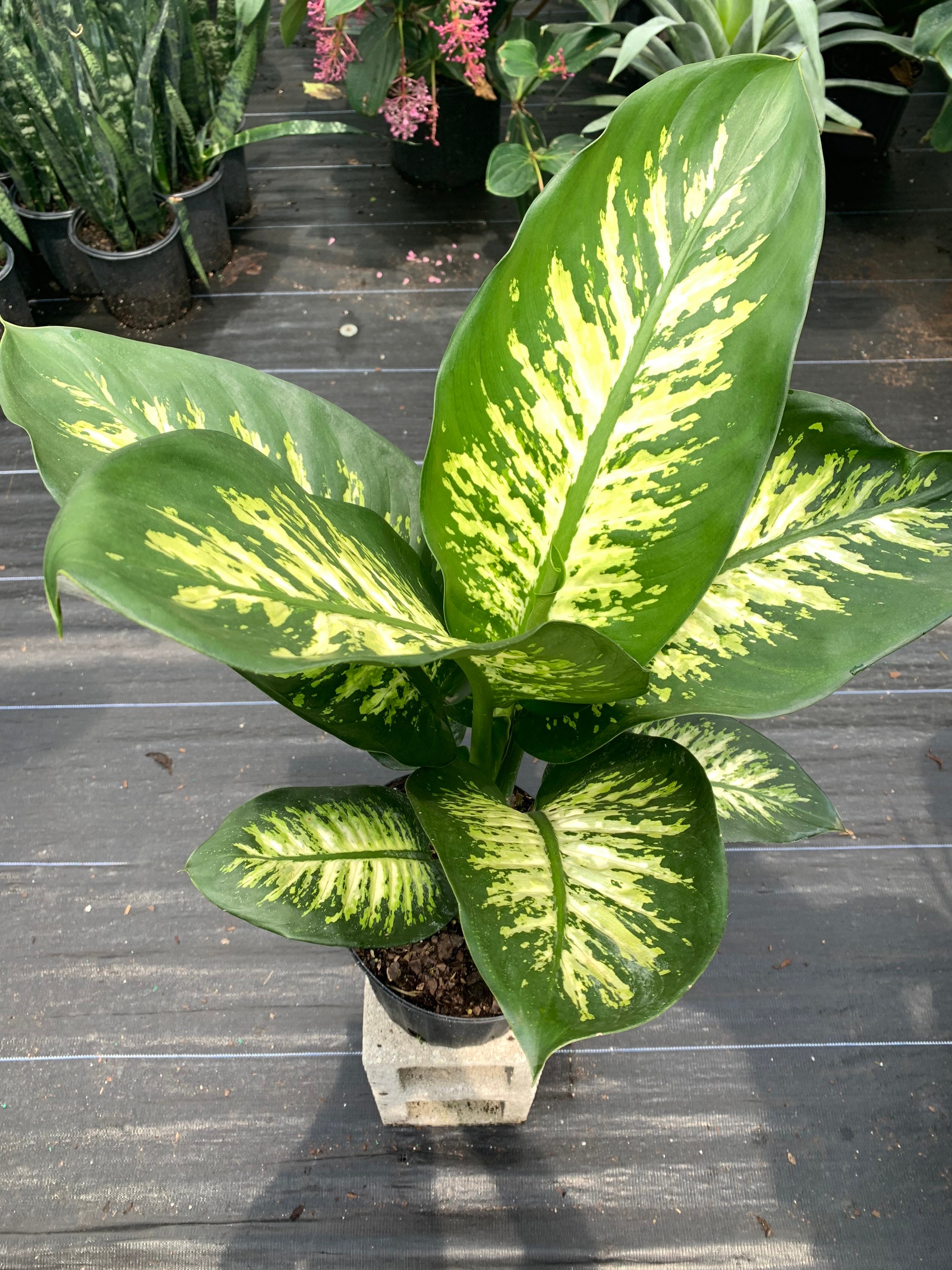 Dieffenbachia ‘Tropic Snow’ 10" inch pot