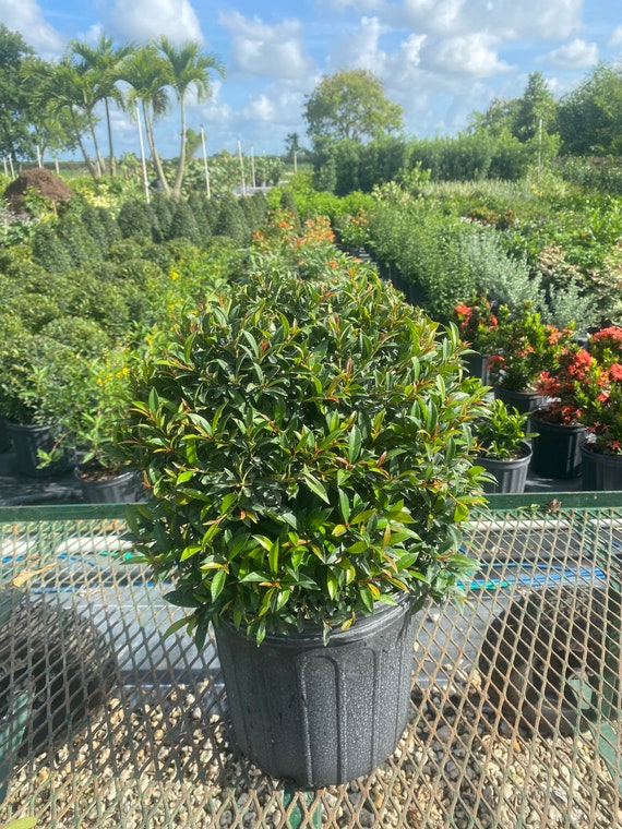 Eugenia Myrtifolia Hedge