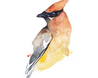 Cedar Waxwing Watercolor Print, Bird, Nature art, White, Outdoor, birder, audubon, watercolor