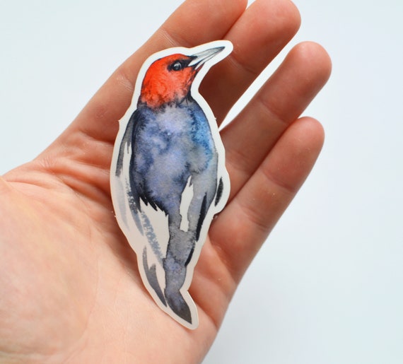 sticker audubon, bird sticker Belted Kingfisher Sticker