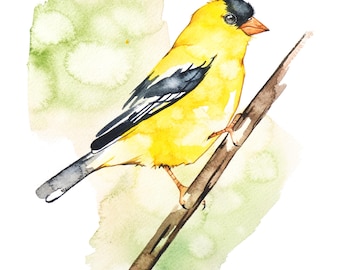 American Goldfinch Bird Watercolor Print,