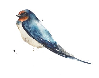 Barn Swallow Print 8 x 10 inches