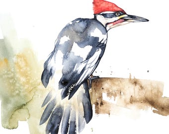 Pileated Woodpecker Watercolor Print,