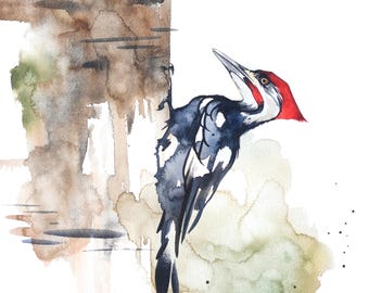 Pileated Woodpecker Watercolor Print 11 x 14 or 12 x 16