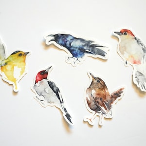5 Vinyl Bird Sticker Pack, red-headed woodpecker, red-bellied woodpecker, raven, wren