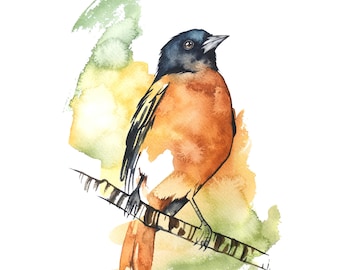 Baltimore Oriole Watercolor Print,