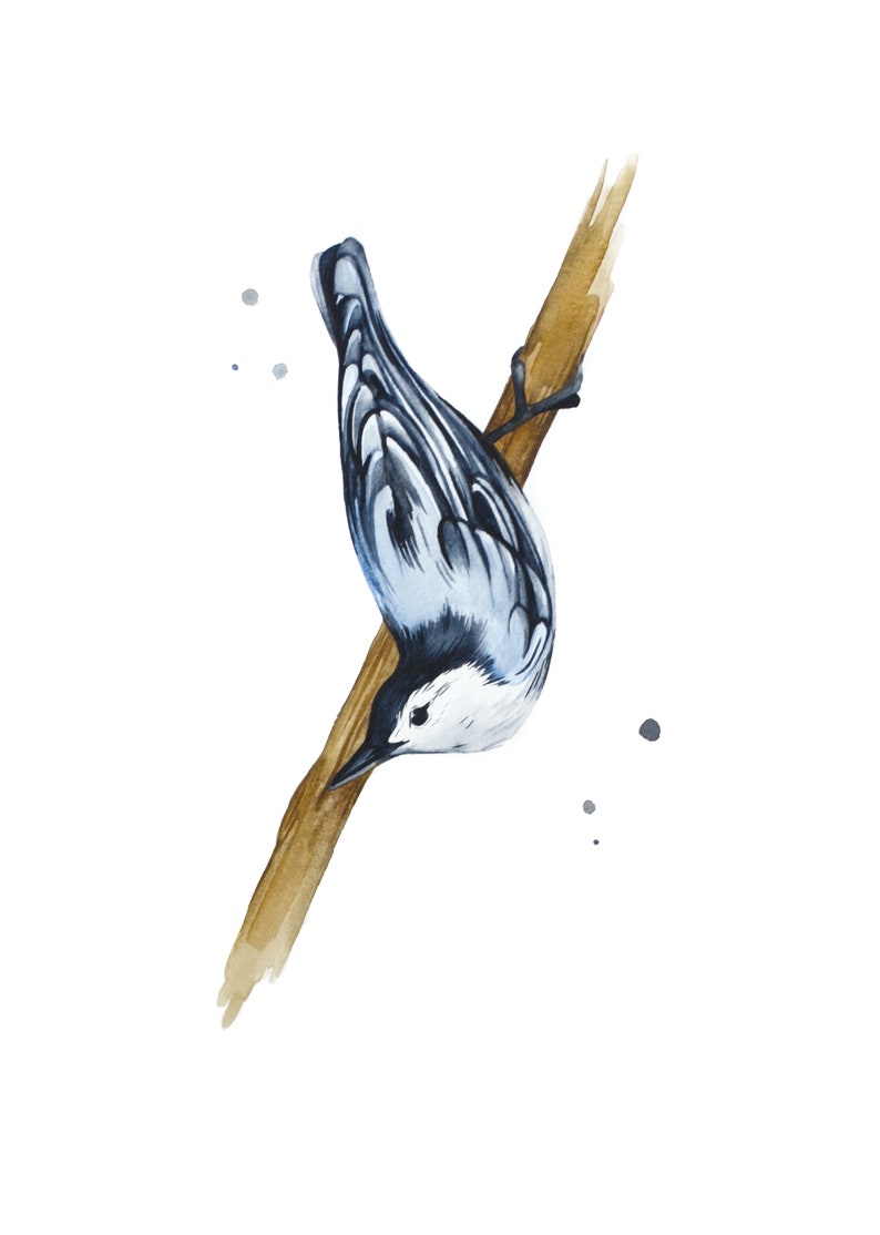 audubon White Nature art watercolor birder abstract Bird Nuthatch Watercolor Print 8 x 10 or 5 x 7 Outdoor