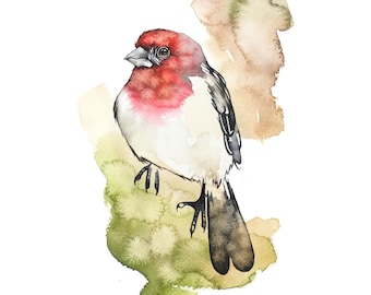 House Finch Watercolor Print,