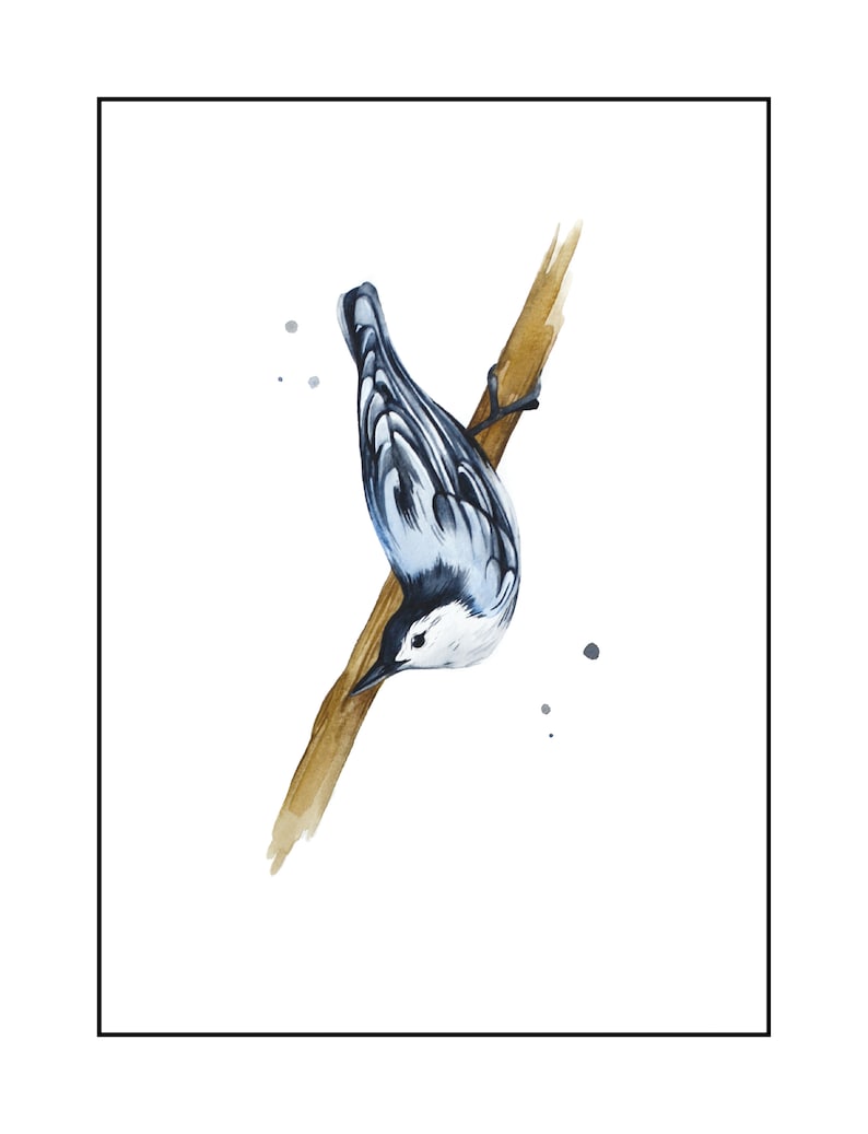 audubon White Nature art watercolor birder abstract Bird Nuthatch Watercolor Print 8 x 10 or 5 x 7 Outdoor