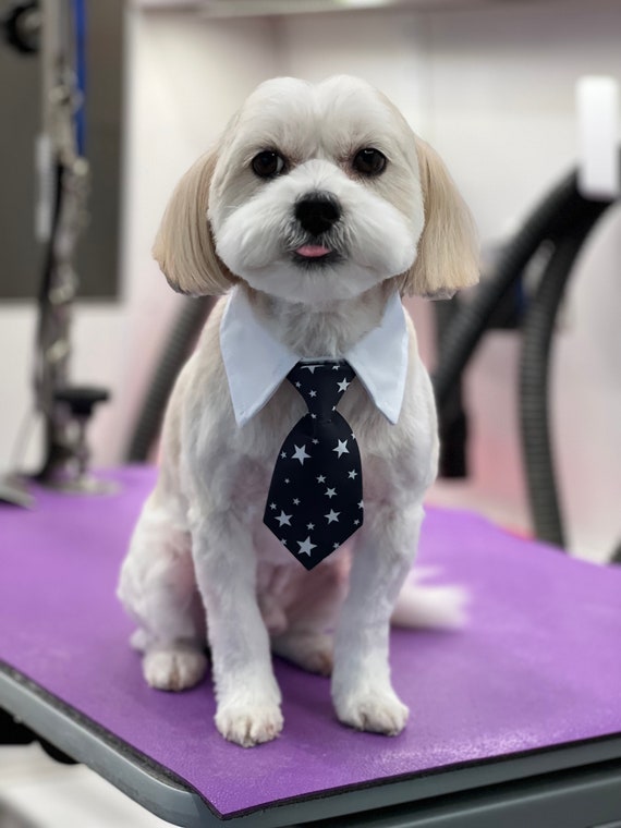 Dog clearance necktie collar