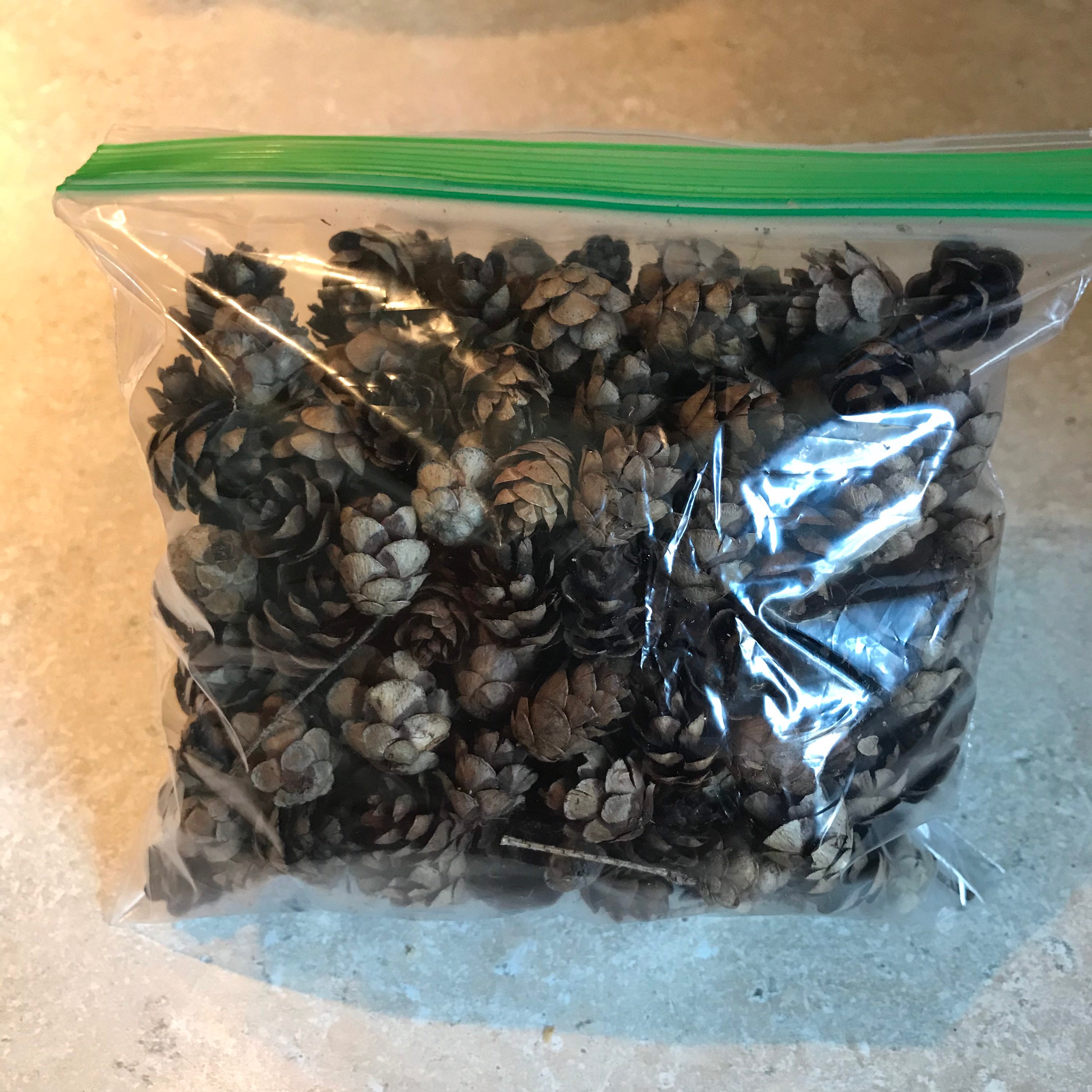 Hemlock Cones | Etsy