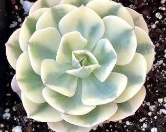 Echeveria Subsessilis Variegata ~ Variegated Rare Korean Succulent