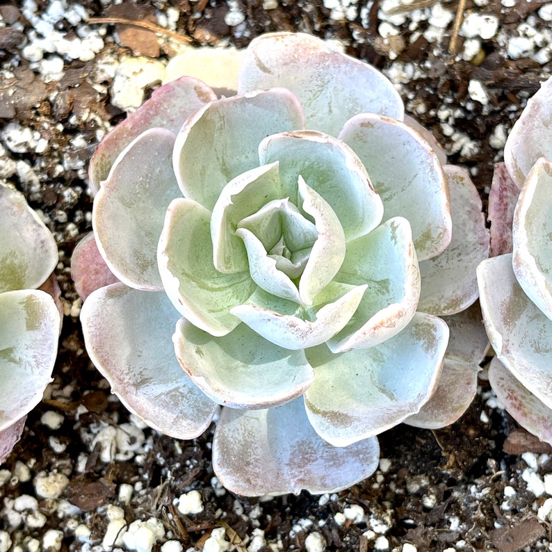 Echeveria Vivian Rare Succulent FarmhouseSucculentCo